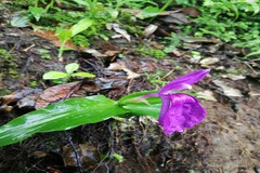 Roscoea purpurea